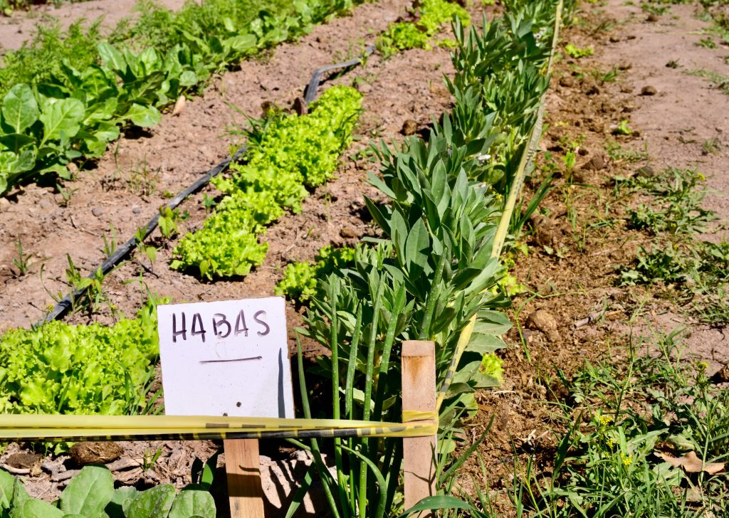 Charla sobre Huerta Agroecológica una oportunidad para aprender a